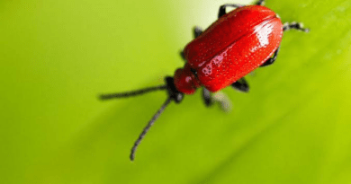 6 Best Bug Identifier Apps (Pros & Cons)