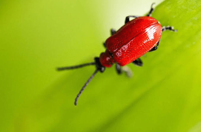 6 Best Bug Identifier Apps (Pros & Cons)