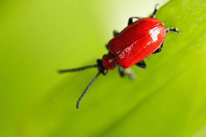 6 Best Bug Identifier Apps (Pros & Cons)