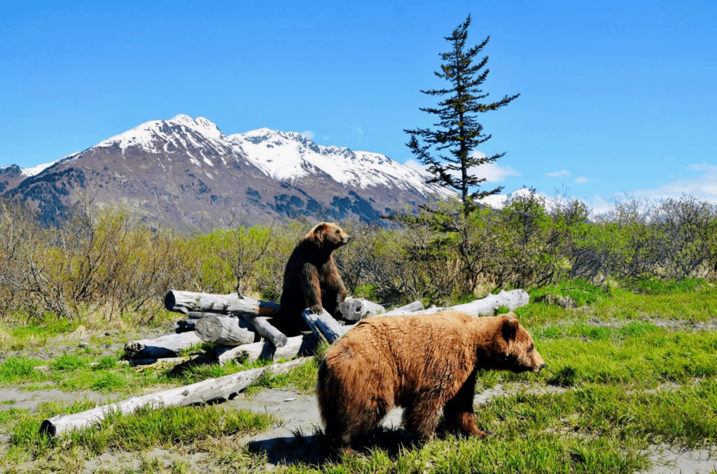 When Do You Need Professional Wildlife Control in Alaska?