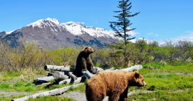 When Do You Need Professional Wildlife Control in Alaska?