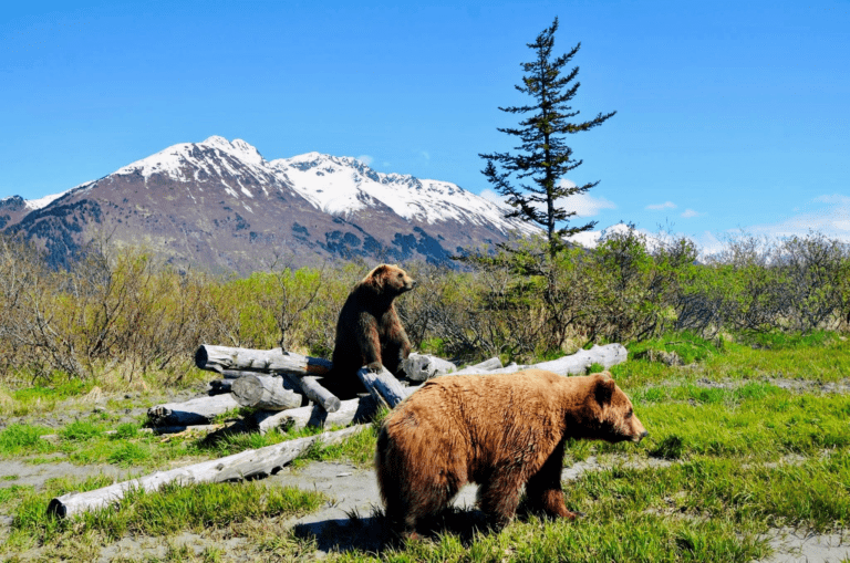 When Do You Need Professional Wildlife Control in Alaska?