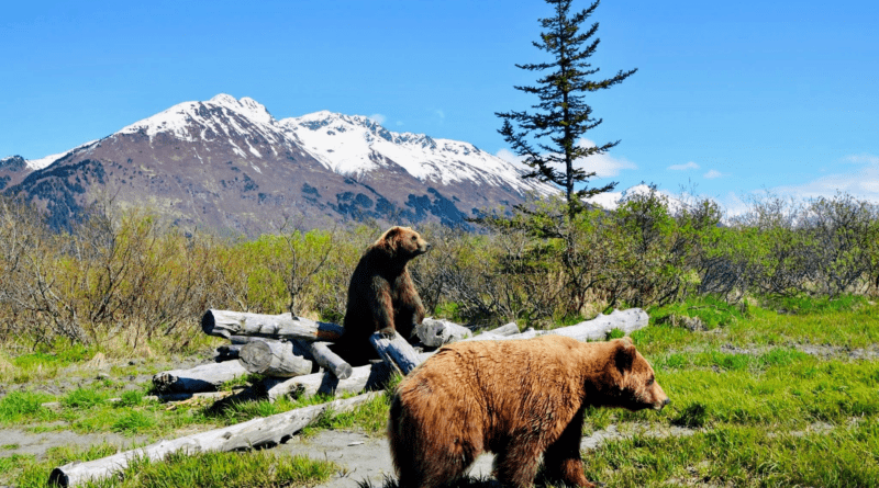 When Do You Need Professional Wildlife Control in Alaska?