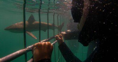 Why Every Ocean Lover Should Experience Shark Cage Diving at Least Once