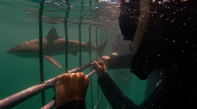 Why Every Ocean Lover Should Experience Shark Cage Diving at Least Once