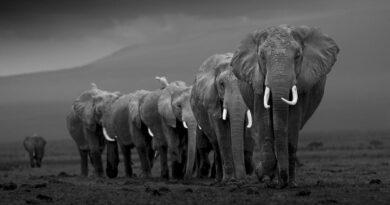Johan Siggesson: In Search of the Wild
