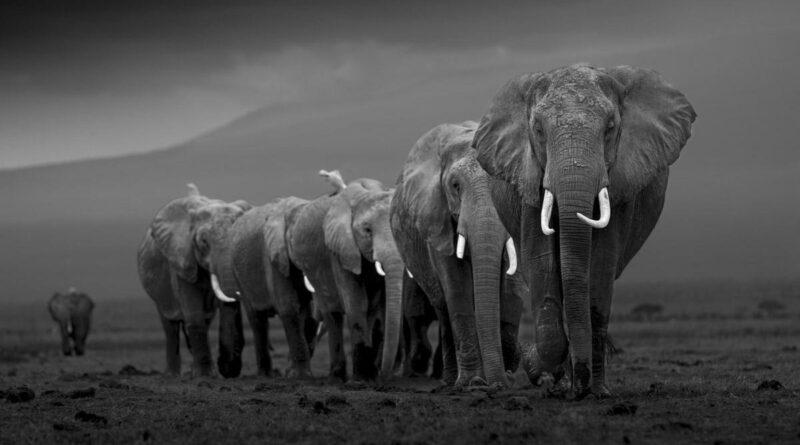 Johan Siggesson: In Search of the Wild