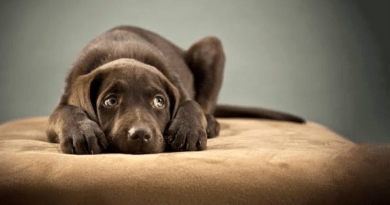Anxiety in Dogs: What the Body Says Before the Behavior