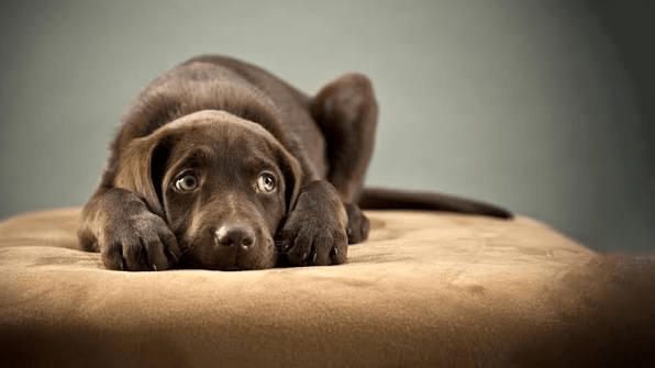 Anxiety in Dogs: What the Body Says Before the Behavior