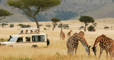 African Safari Packages