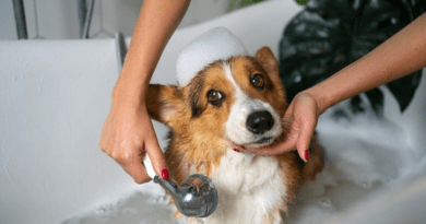 How Regular Dog Grooming Supports Your Pet's Health Beyond Appearance