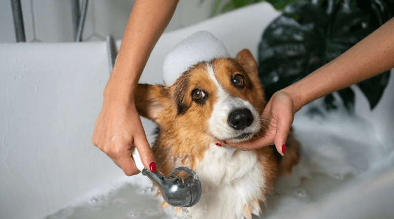 How Regular Dog Grooming Supports Your Pet's Health Beyond Appearance