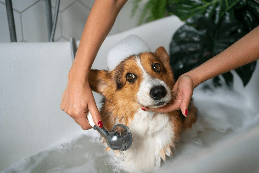 How Regular Dog Grooming Supports Your Pet's Health Beyond Appearance