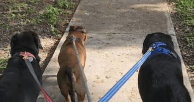 Why Consistent Walks Are One of the Best Gifts You Can Give Your Dog
