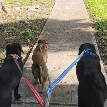 Why Consistent Walks Are One of the Best Gifts You Can Give Your Dog