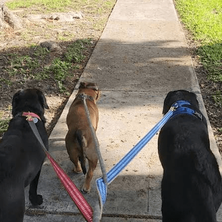 Why Consistent Walks Are One of the Best Gifts You Can Give Your Dog