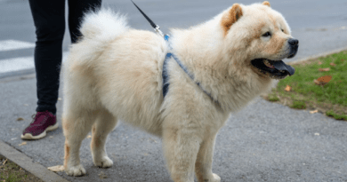 Understanding the Insurance Options for Restricted or High-Risk Dog Breeds