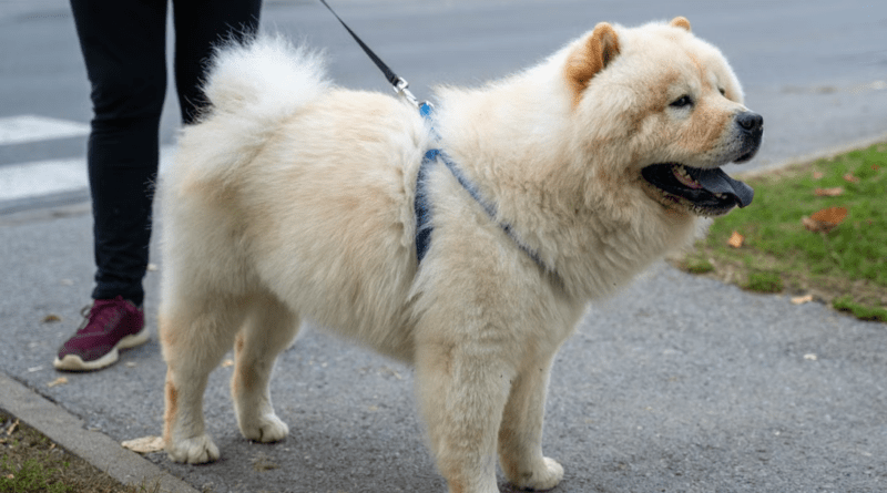 Understanding the Insurance Options for Restricted or High-Risk Dog Breeds