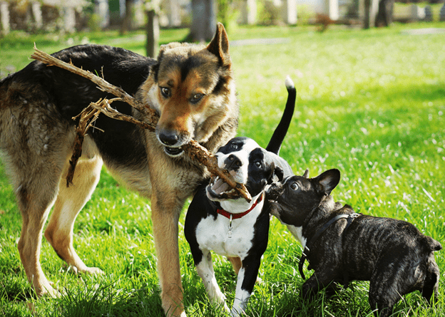 Can Dogs Play Too Much When Fun Becomes a Problem