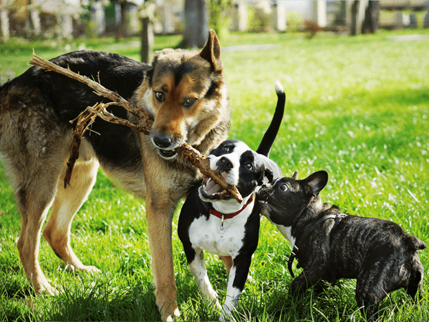 Can Dogs Play Too Much When Fun Becomes a Problem