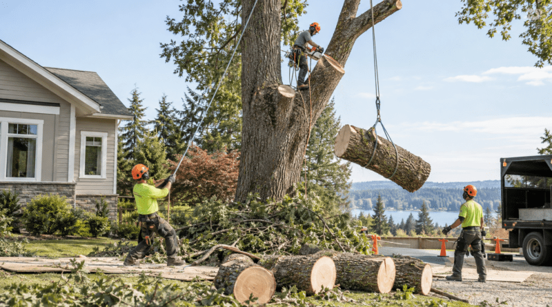 Professional tree removal near a residential property