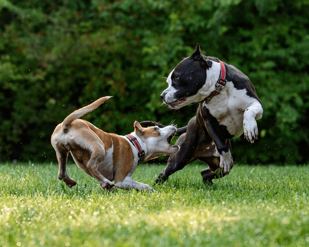 Aggressive Dog Training: A Complete Guide to Building a Calm, Confident, and Well-Behaved Dog