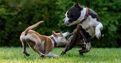 Aggressive Dog Training: A Complete Guide to Building a Calm, Confident, and Well-Behaved Dog
