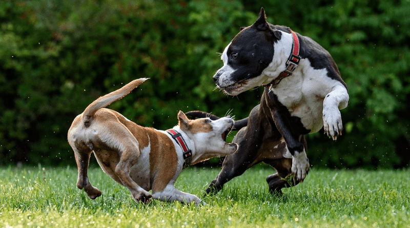 Aggressive Dog Training: A Complete Guide to Building a Calm, Confident, and Well-Behaved Dog