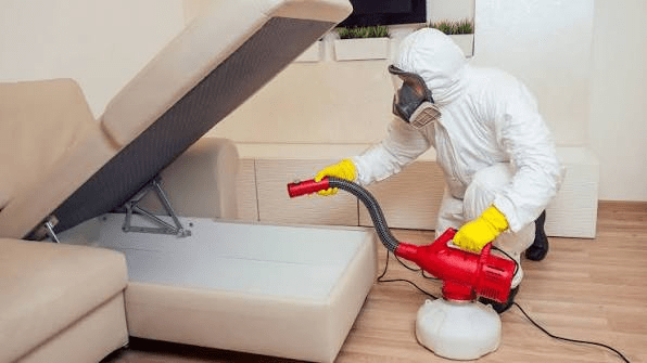 A Comprehensive Guide to Preventing Pest Infestations and Protecting Your Home Year-Round