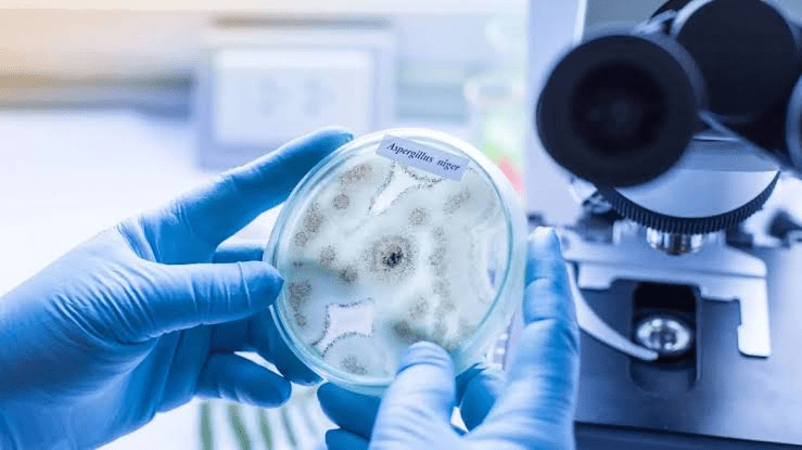 A Complete Guide to ERMI Mold Testing, Indoor Mold Assessment, and Understanding Home Environmental Conditions