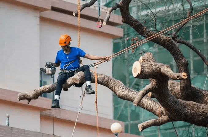 Professional Tree Lopping Explained: Planning, Safety, Techniques, and Property Protection