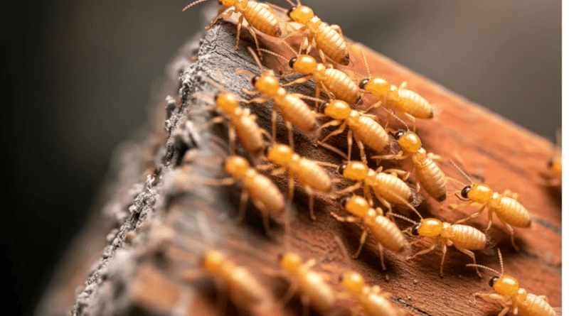 The Complete Guide to Protecting Your Home From Termite Damage
