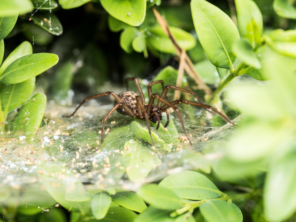 A Comprehensive Guide to Keeping Your Home Free From Unwanted Spiders