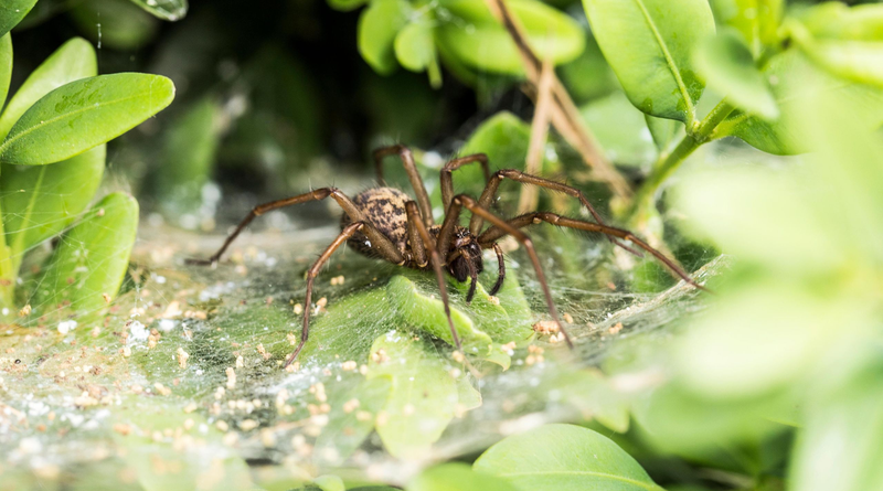 A Comprehensive Guide to Keeping Your Home Free From Unwanted Spiders