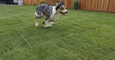 Which Grass Type Holds Up Best Under Heavy Foot Traffic From Dogs?