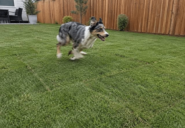 Which Grass Type Holds Up Best Under Heavy Foot Traffic From Dogs?