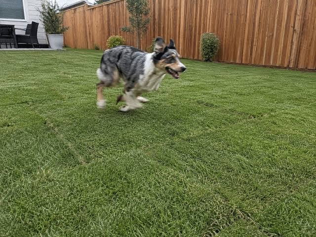 Which Grass Type Holds Up Best Under Heavy Foot Traffic From Dogs?